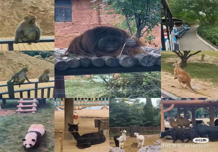 濟南野生動物世界一日游